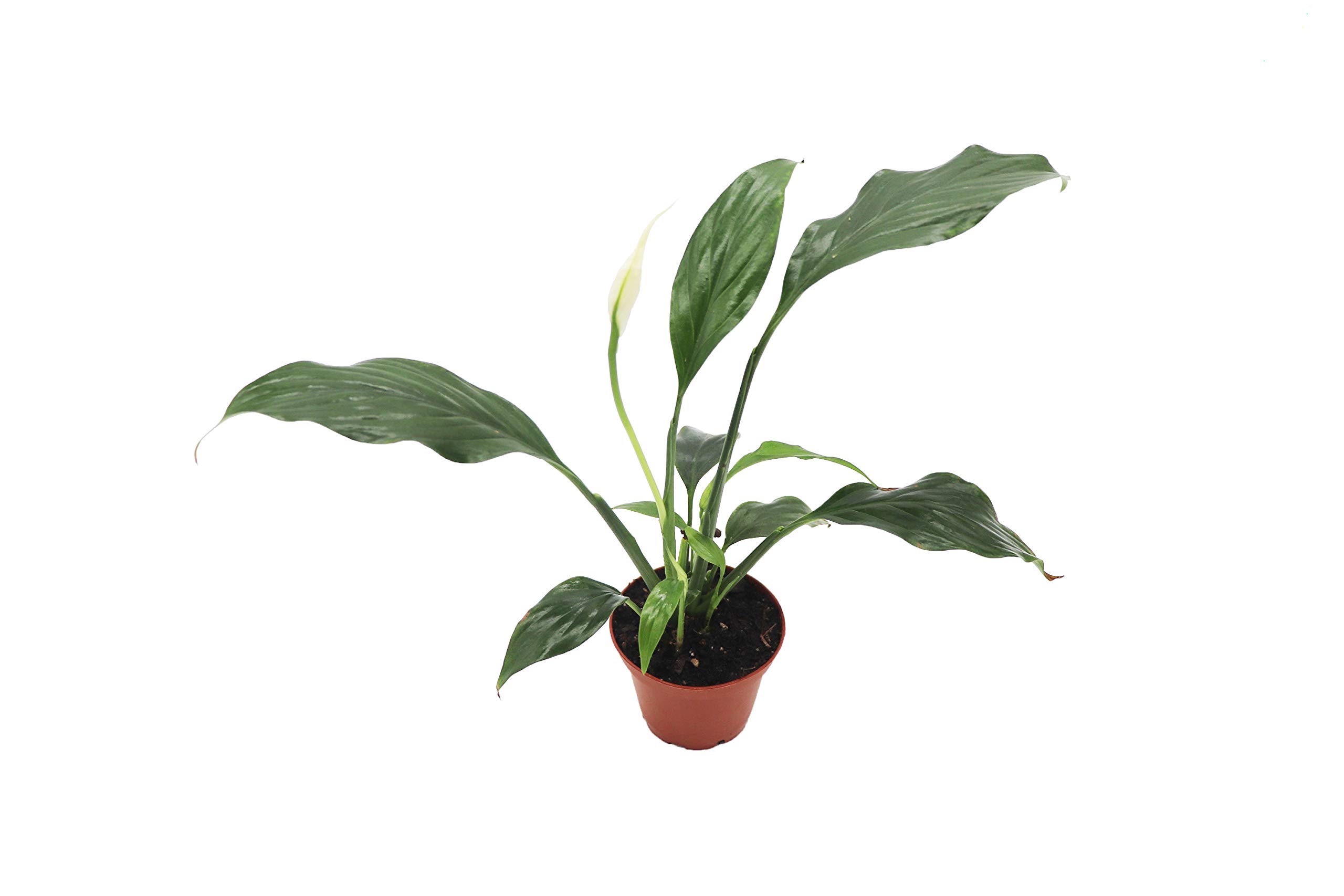 Peace Lily - 3'' from California Tropicals