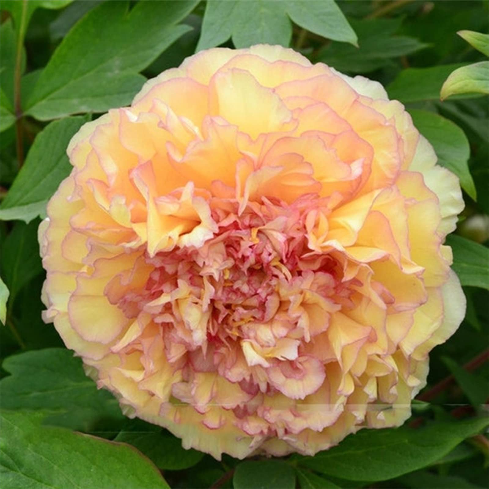 Peony Bulbs, Excellent Display Indoor Perennial Balcony Garden Bulbs Can Be Potted Aromatic, Peony Bulbs for Planting Now UK, Plant Bulbs, Bulbs Mix, Peony Plant Flowering Rhizome, 1bulbs-C