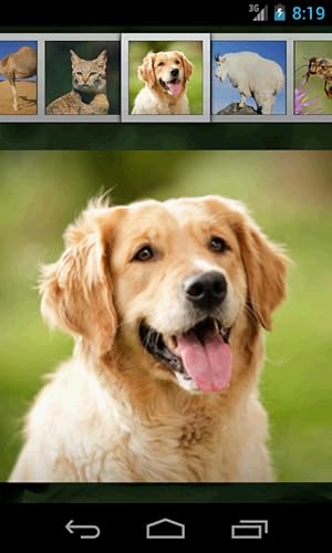 Animal Sounds for Kids
