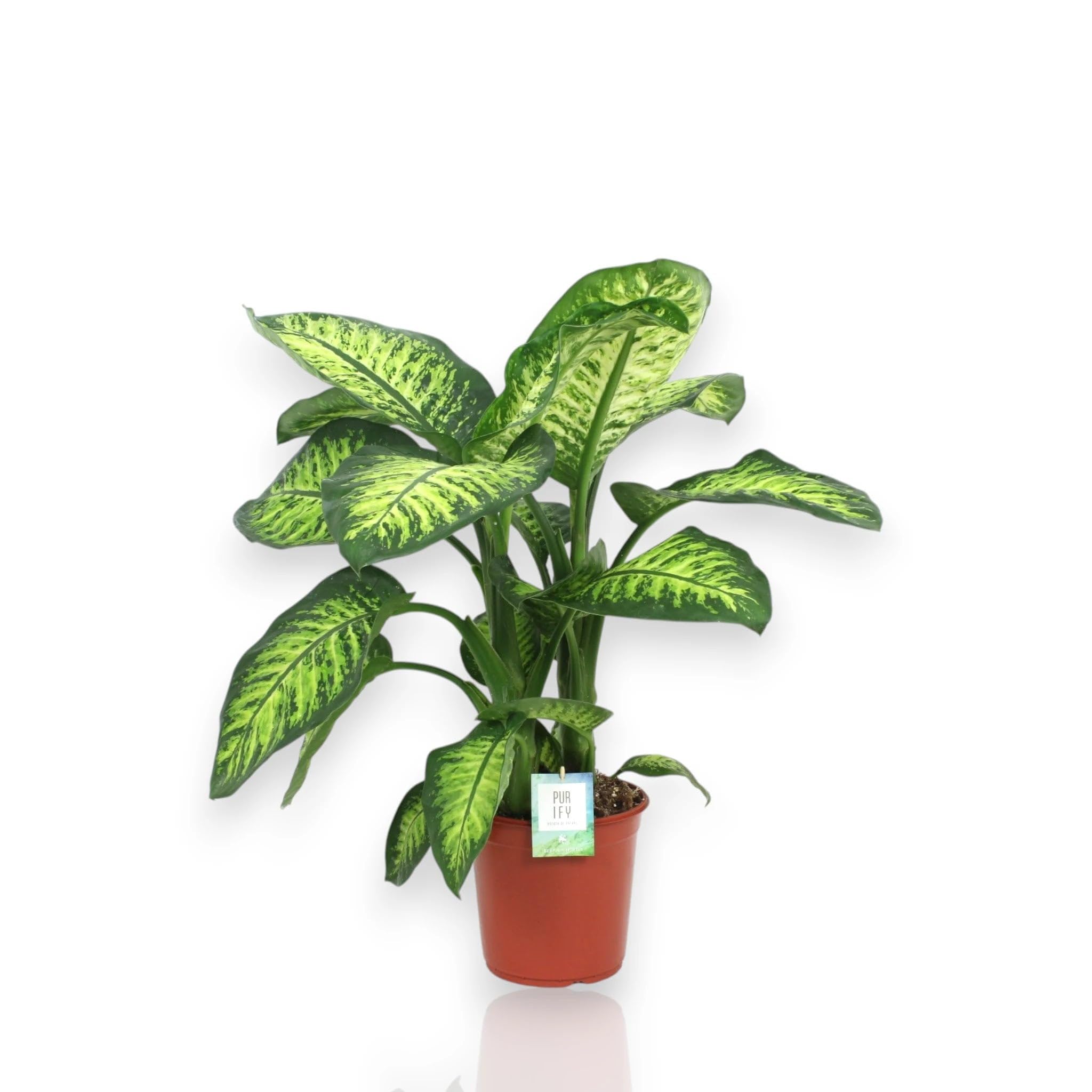 Dieffenbachia seguine 'Lemon tropic' Pianta da Interno, Colore Giallo e Verde, Altezza 80-100 cm, Vaso 24