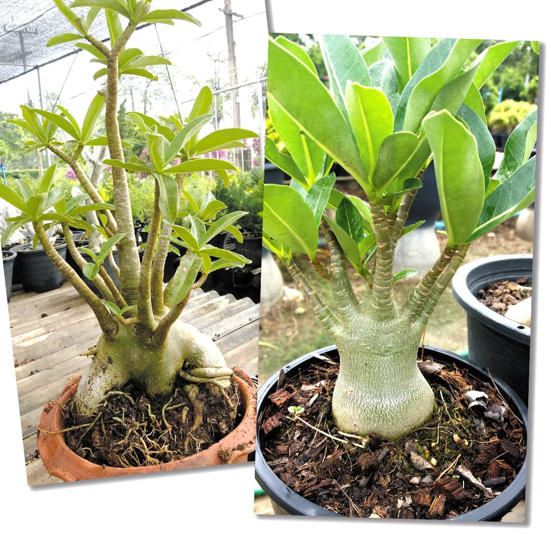 Amazon.co.jp: インテリアプランツ アデニウム アラビカム 1株 / 国