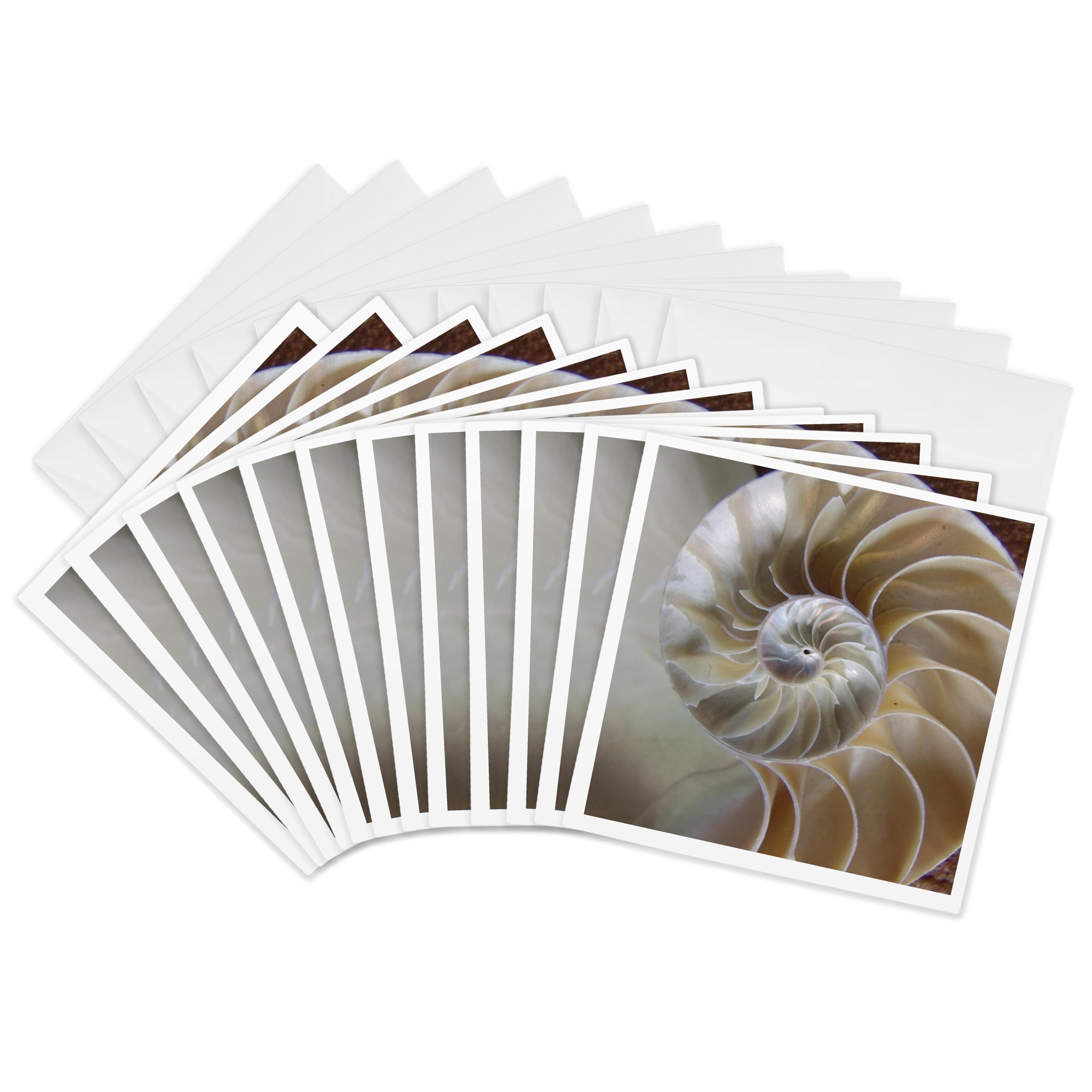 3dRose gc_7487_2 6 x 6-Inch "Nautilus Shell" Greeting Card (Pack of 12)