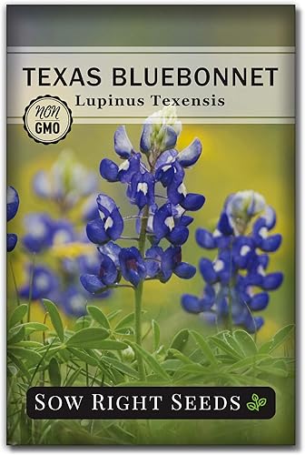 Sow Right Seeds - Semillas de Bluebonnet Texas para plantar - Semillas de reliquia sin OMG -Instrucciones completas para plantar - Hermosas flores