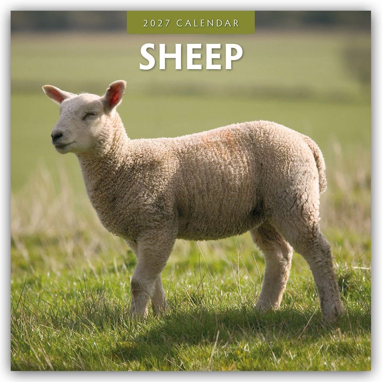 Sheep 2027 Square Wall Calendar: Original Red Robin Publishing Ltd-Kalender [Mehrsprachig] [Kalender]