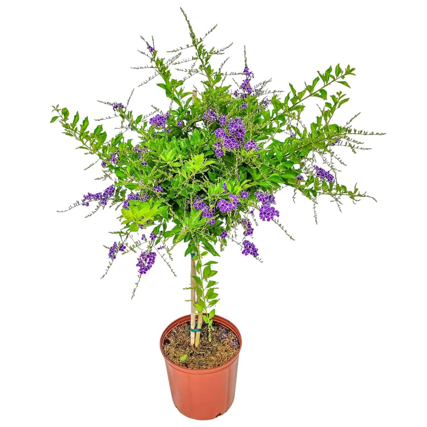Tropical Plants of Florida Duranta Tree Purple Showers