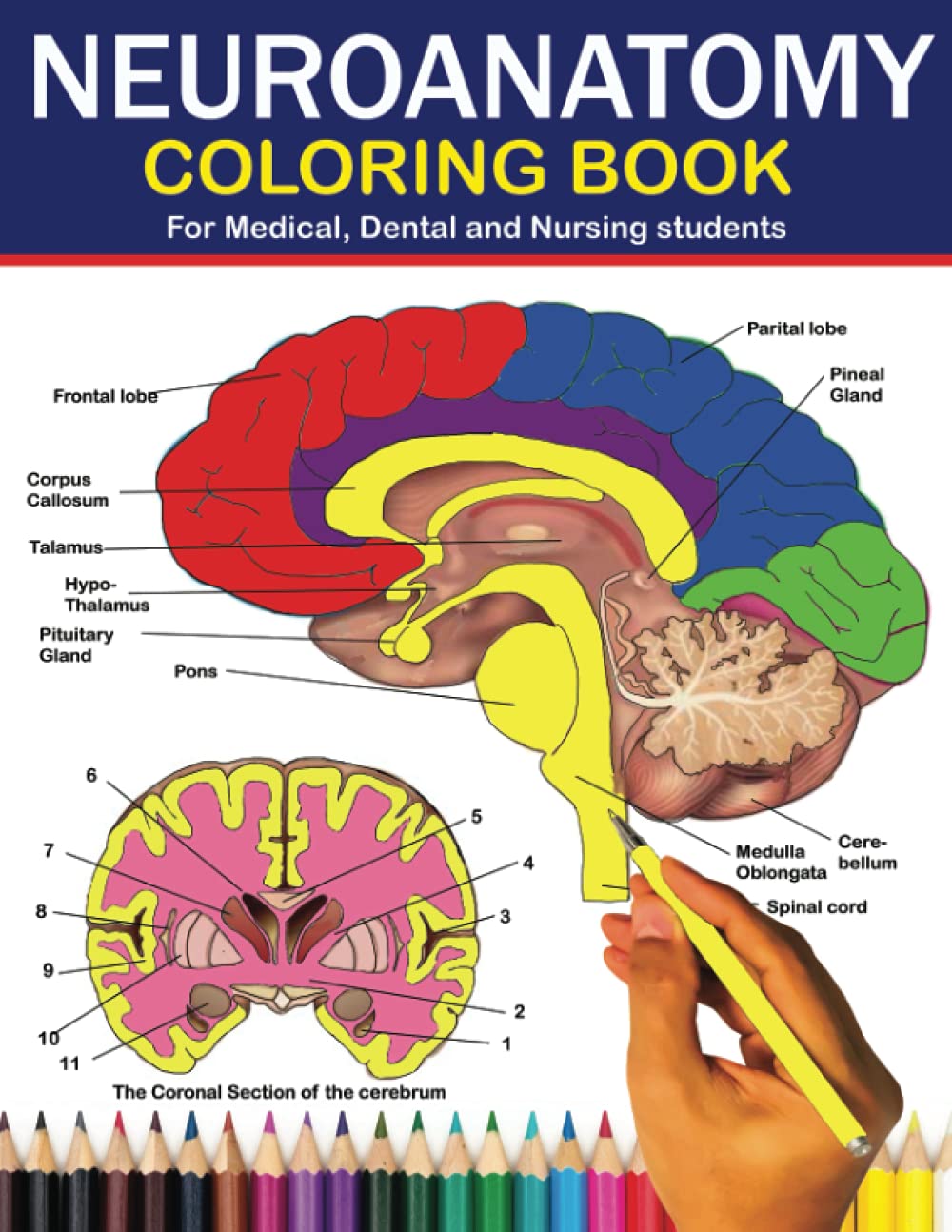 Neuroanatomy Coloring Book for Medical, Dental and Nursing Students: Neuroscience made easy: The Ultimate Guide to learning about the human brain. ... dental nursing even for adults and Kids
