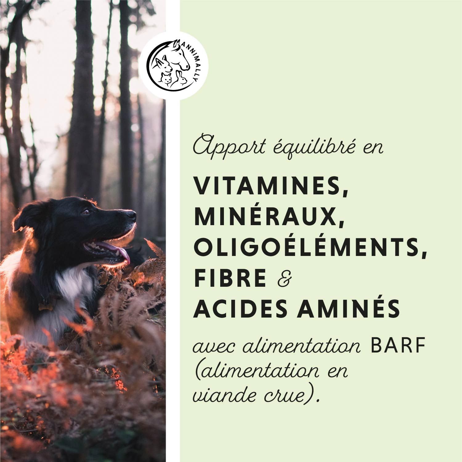 Annimally Barf Poudre Complète pour Chiens 1 kg, Mélange de Vitamines & Minéraux pour Une Nutrition optimale - Complément Alimentaire pour Chiens avec Légumes, Fruits et Vitamines