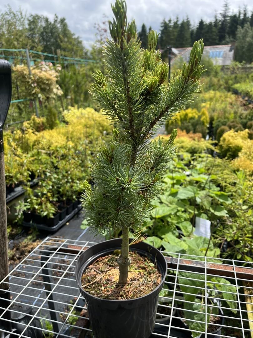 Japanese White Pine 'Blue Lou' 40/60cm (3L) - Pinus parviflora - Dwarf
