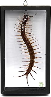 TAXIBUGS Real Centipede Millipede Scolopendra MORSITANS Taxidermy Insect in 3D Wooden Frame (Glass Background Black Frame)