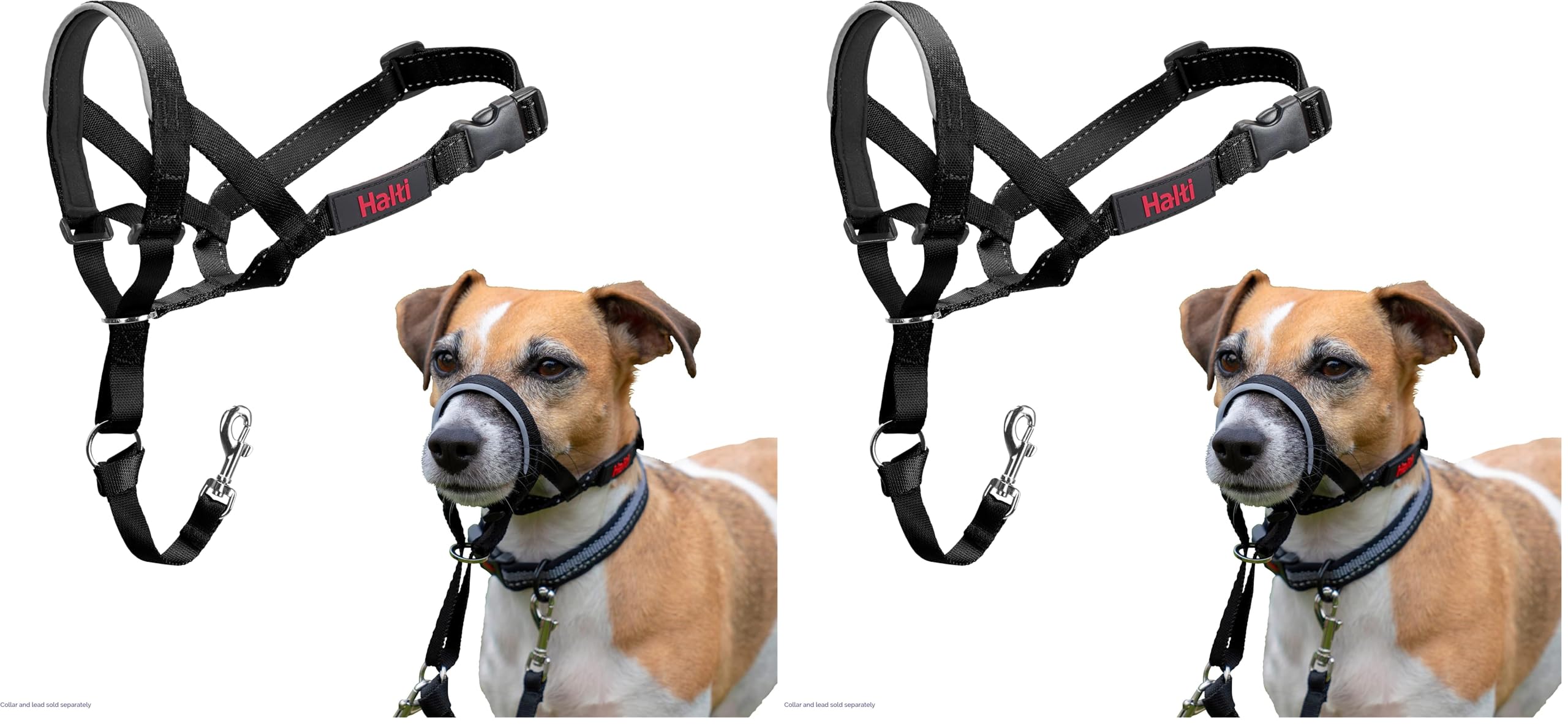 Company of Animals Halti Baş Tasması, Dolgulu Burun Bandı, Ayarlanabilir ve Yansıtıcı, Küçük Köpekler İçin Profesyonel Çekme Önleyici Eğitim Yardımcısı (Boyut 0, Siyah) (2 paketi)