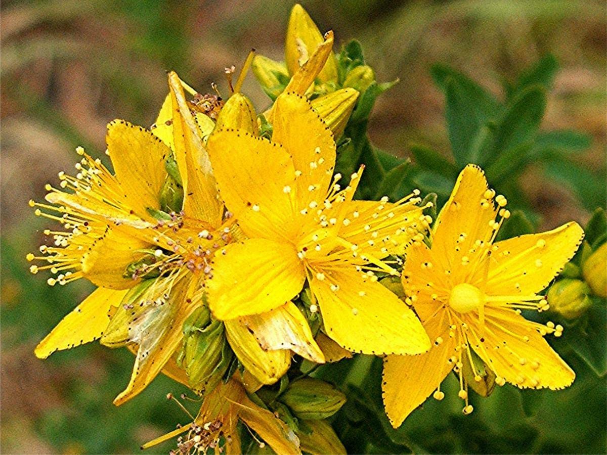 Perforate St John's Wort - Hypericum perforatum - 2000 Seeds - Wildflower