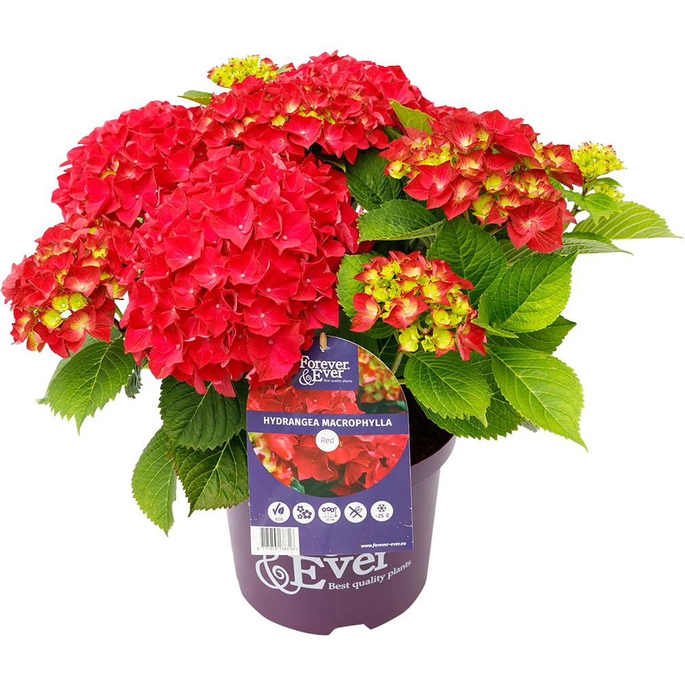Green boutiQ - Balkonpflanze - Hortensie - Hydrangea Forever & Ever - Rot - 7-12 Blüten - 2 Pflanzen - Topf 23cm Höhe 55cm