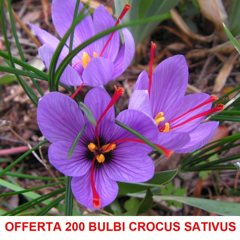 OFFERTA 200 BULBI DI CROCUS SATIVUS ZAFFERANO Calibro 8/9 croco coltivazione