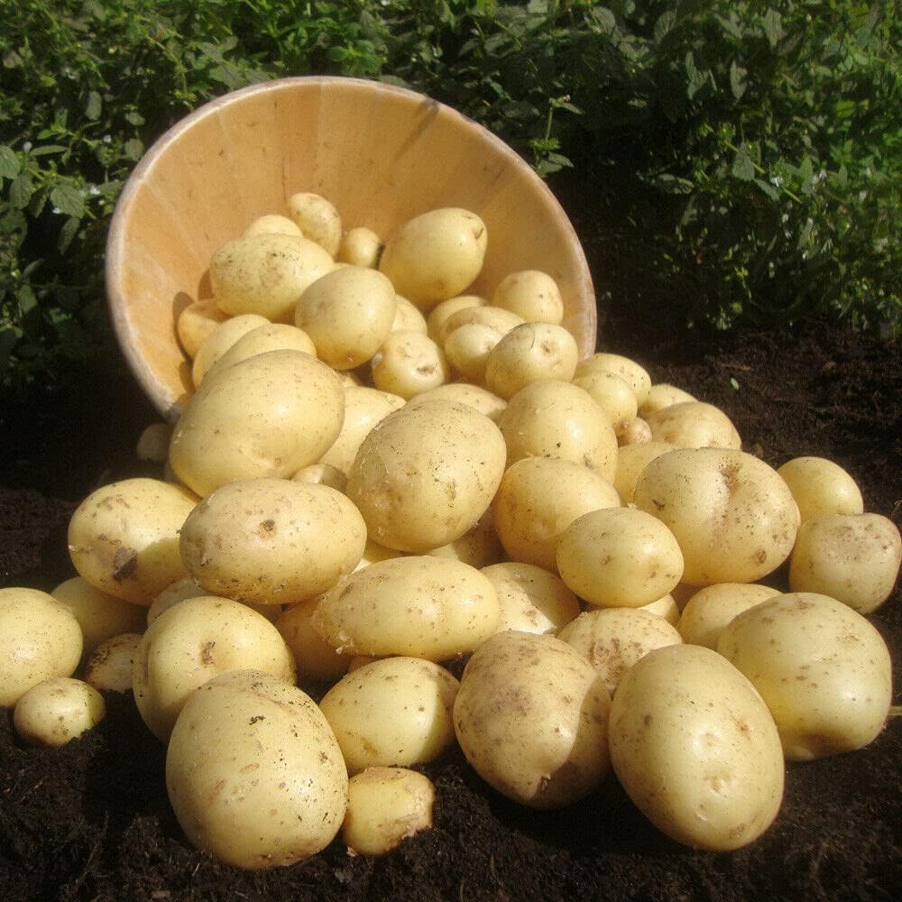 Potato Casablanca 10 x Organic Seed Potatoes. First Early. RHS Garden