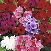 Vista 4 de Drummond's Phlox Mix Seeds Flores anuales para plantar 100 semillas sin OMG