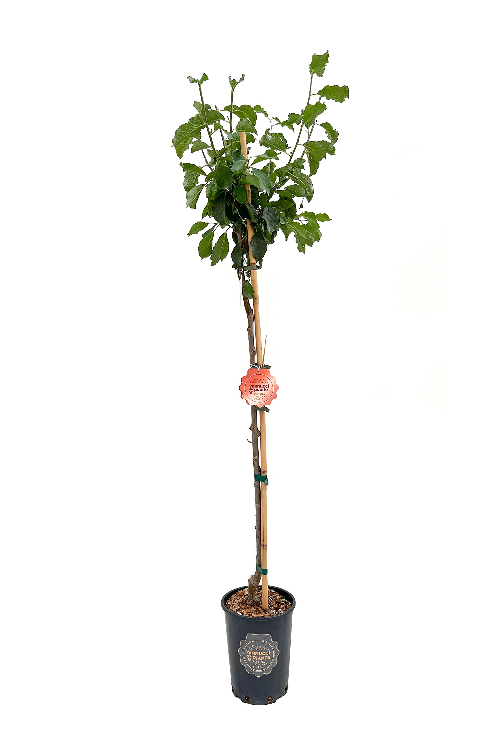 Vannucci Piante - Alberi da frutto, piante vere da frutta, piante giovani, piante da esterno (Susino - Prunus domestica 'Stanley')