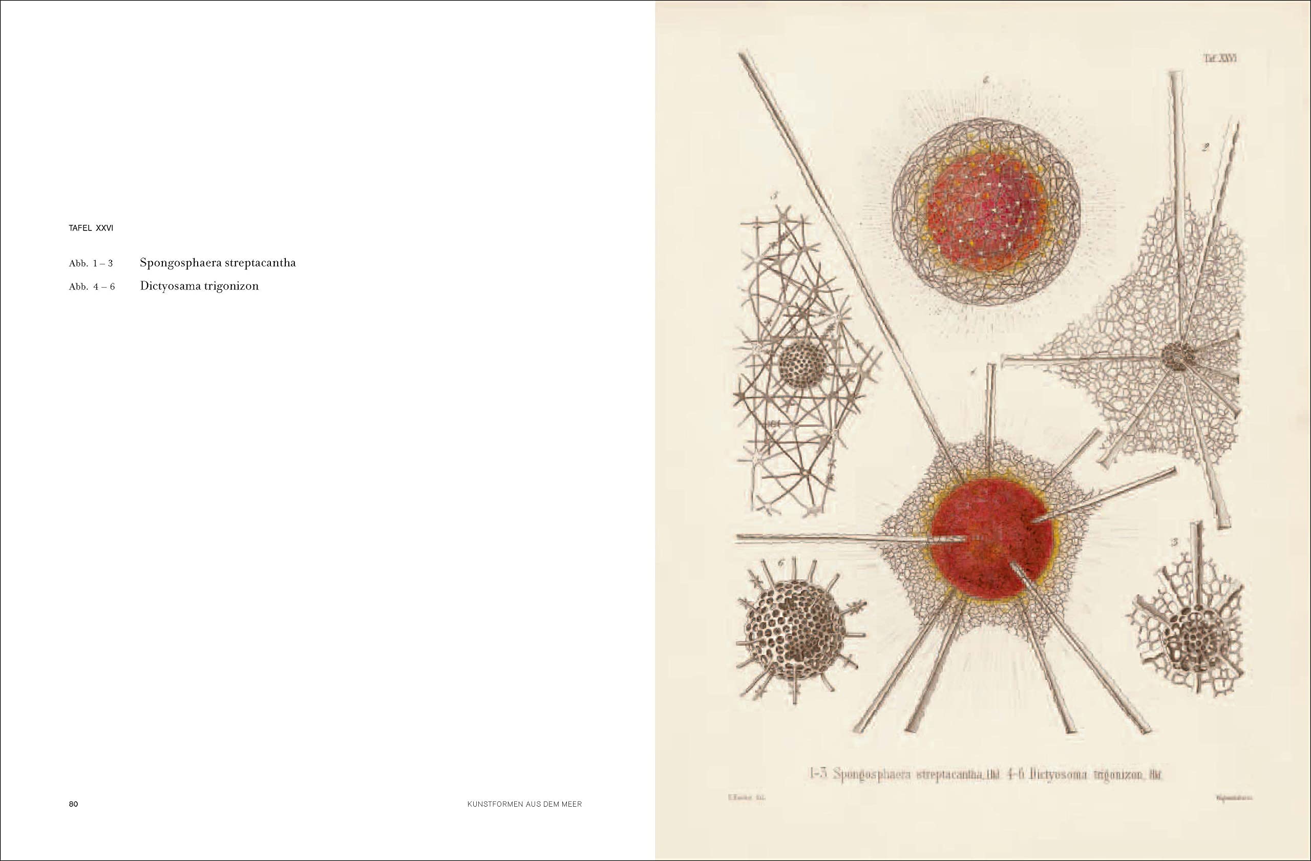 Ernst Haeckel: Kunstformen der Natur - Kunstformen aus dem Meer