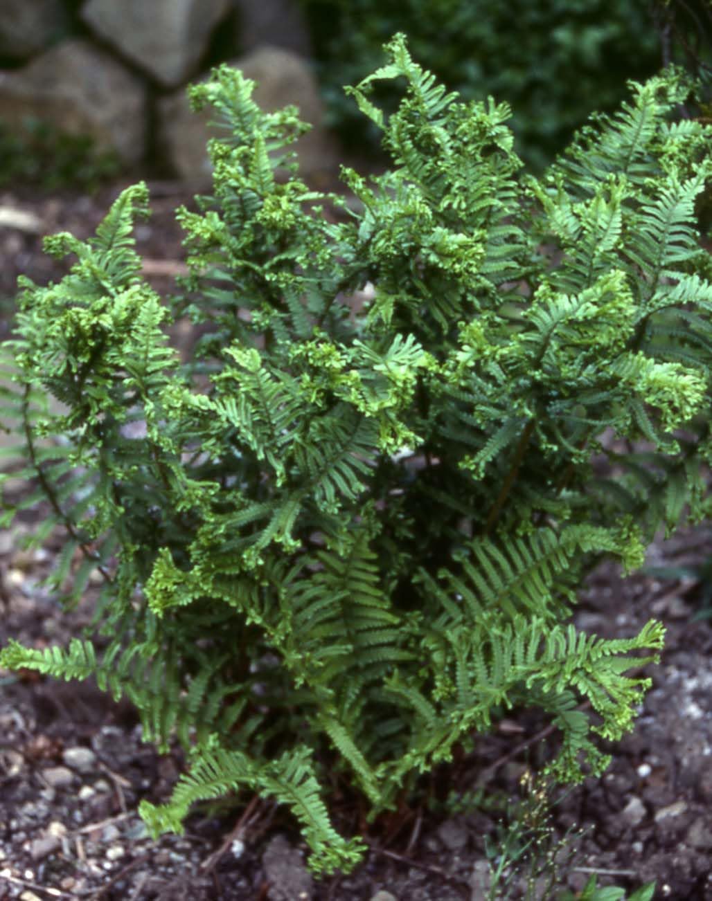Stauden Gänge 3 x Dryopteris affinis 'Crispa Congesta' im 1 Liter Topf (Farn/Winterhart/Mehrjährig/Staude/Immergrün) krauser Goldschuppenfarn - Kompakte Farnpracht für schattige Akzente