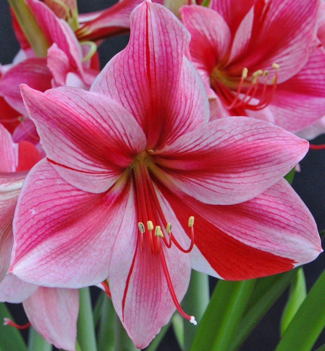 Gervase Amaryllis, Beautiful Pink Flowers, Blooming Sized Bulb, Easy to grow