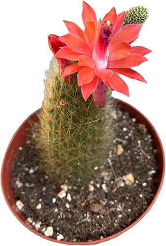 Plantas de cactus vivos Cleistocactus Colademononis-Cola de mono para regalo para decoración de oficina en el hogar (imagen en una maceta de 4