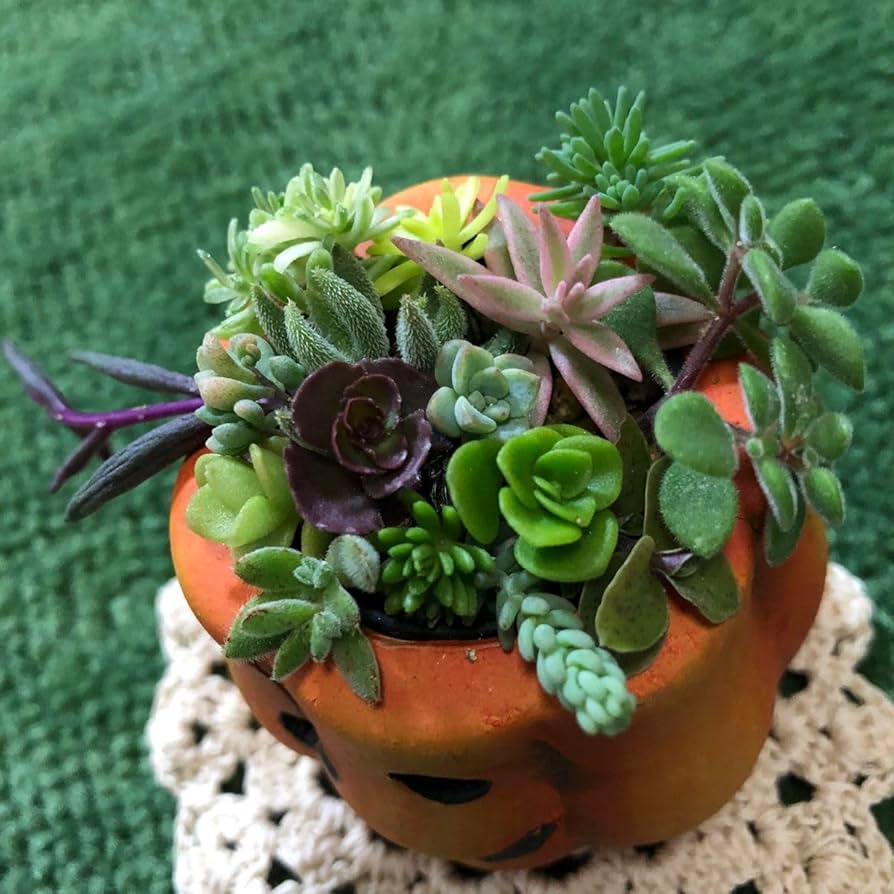 多肉植物 ちまちま寄せ植え◆2点セット Amazon.co.jp: 無農薬 多肉植物 ちまちま寄せ植え ハロウィン