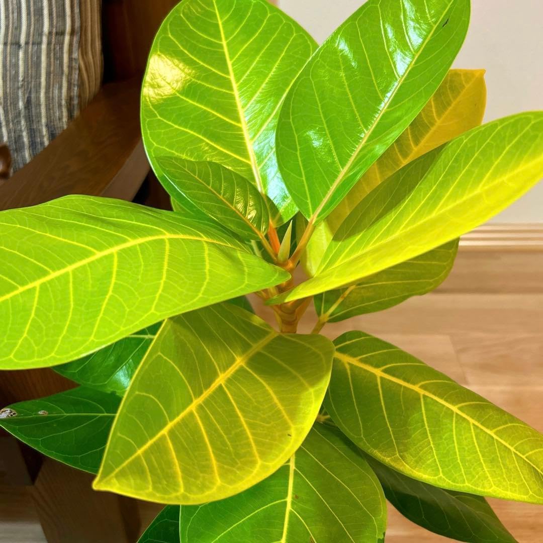 フィカス アルテシマ ゴールド 斑無し 希少