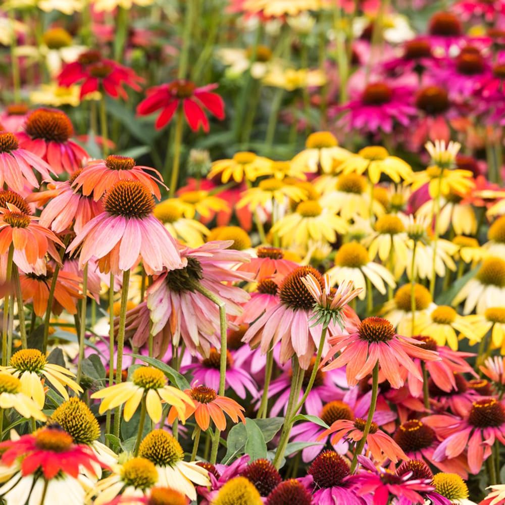 Blumen Samen Rudbeckia-Sonnenhut Samen | Samen 1-jährige Pflanzen | Blumensamen Bio Saatgut