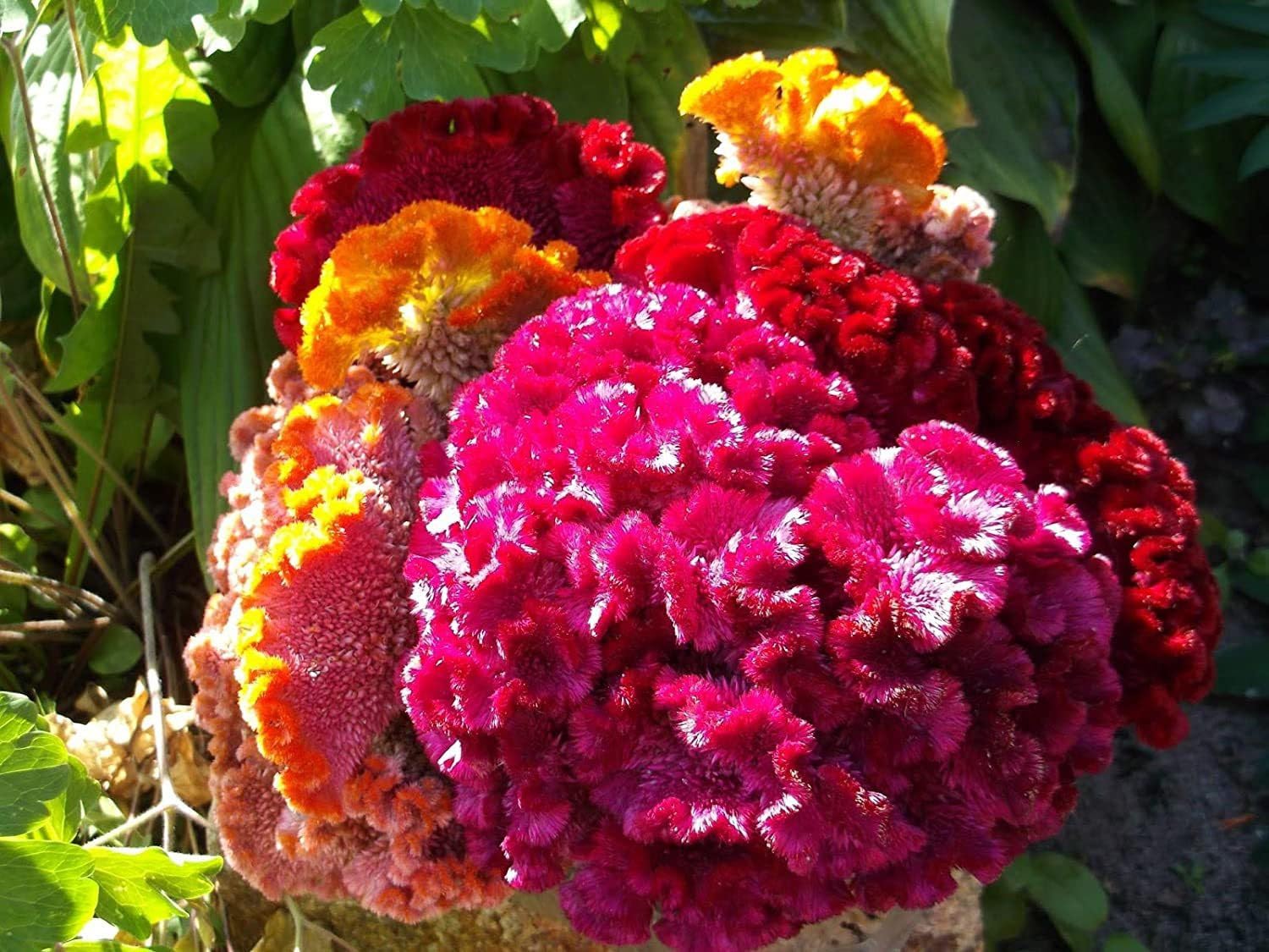 Willvine GIANT COCKSCOMB MIX-VIC-10S-picture-26