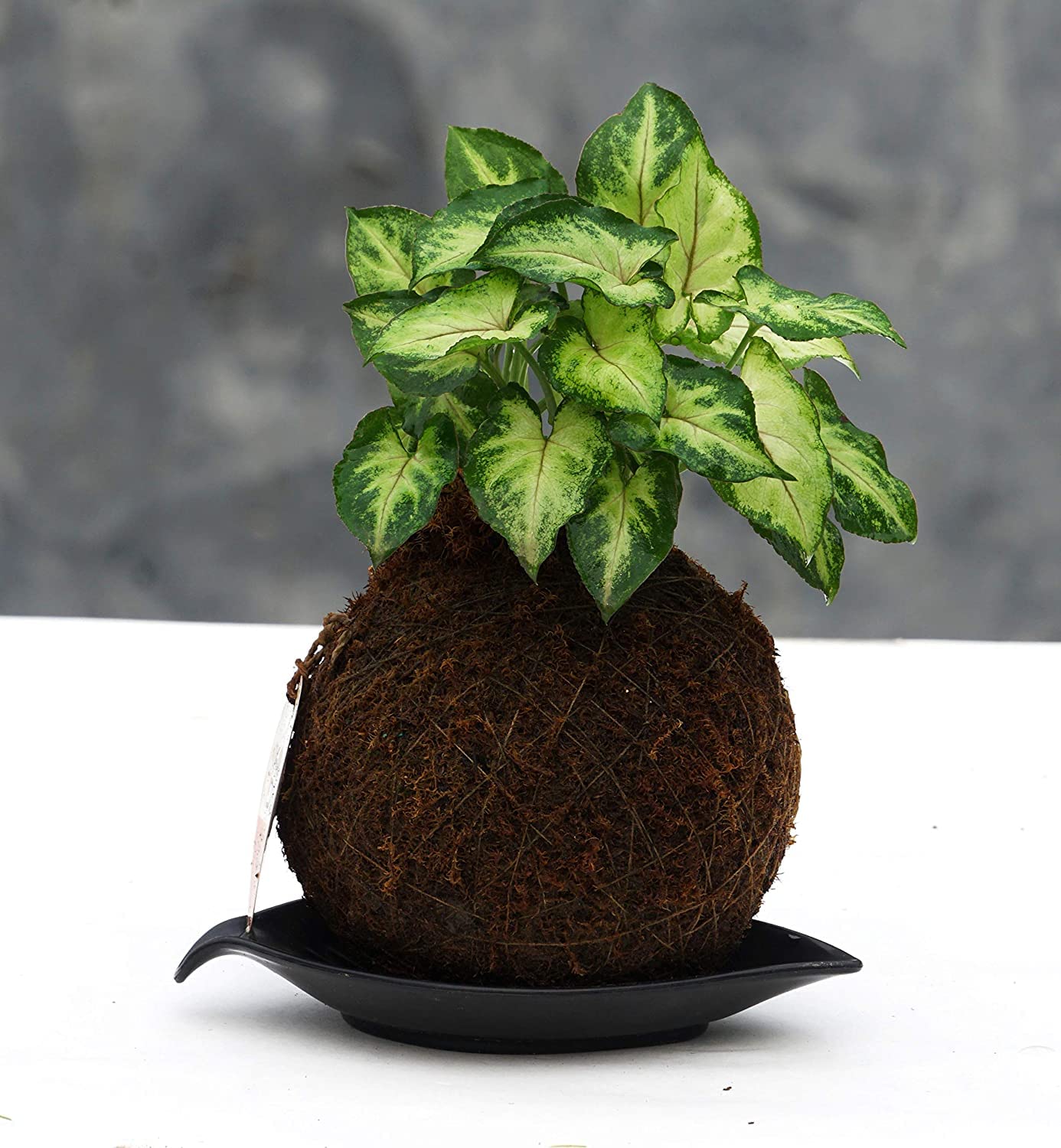 Healthy Vibe Kokedama_Syngonium Podophyllum Mini Pixie (Dwarf) Live Plant | Dwarf Air-Purifying Live Plant | Decorative Indoor Plant-image-23