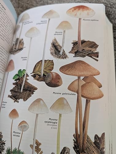 洋書　きのこ図鑑　コリンズ菌類ガイド　COLLINS FUNGI GUIDE Collins Fungi Guide: The most complete field guide to the
