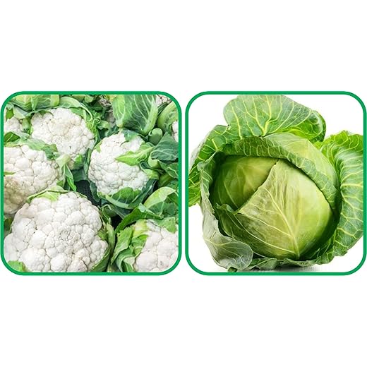 Aero Seeds Cabbage + Cauliflower Seeds Pack (50 Seeds)