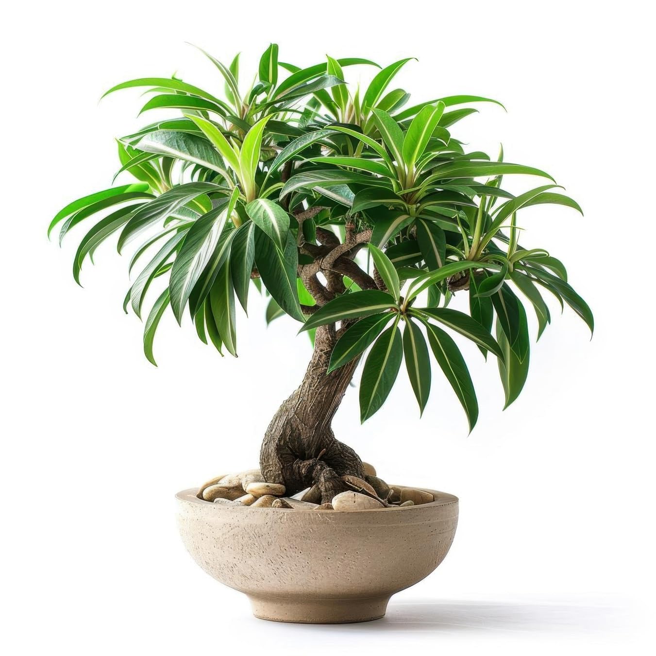 Amazon.com : 5 Bamboo Palm Bonsai Tree Seeds - Does Well Indoors : Patio,  Lawn & Garden