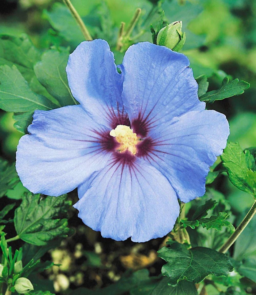 BALDUR Garten 10x Winterharte Hibiskus-Hecke, Pflanzen im 9x9 cm-Topf, Blüten essbar, bienenfreundlich, Garteneibisch Roseneibisch, Hibiscus Syriacus Blütengehölze Zierstrauch, blühend