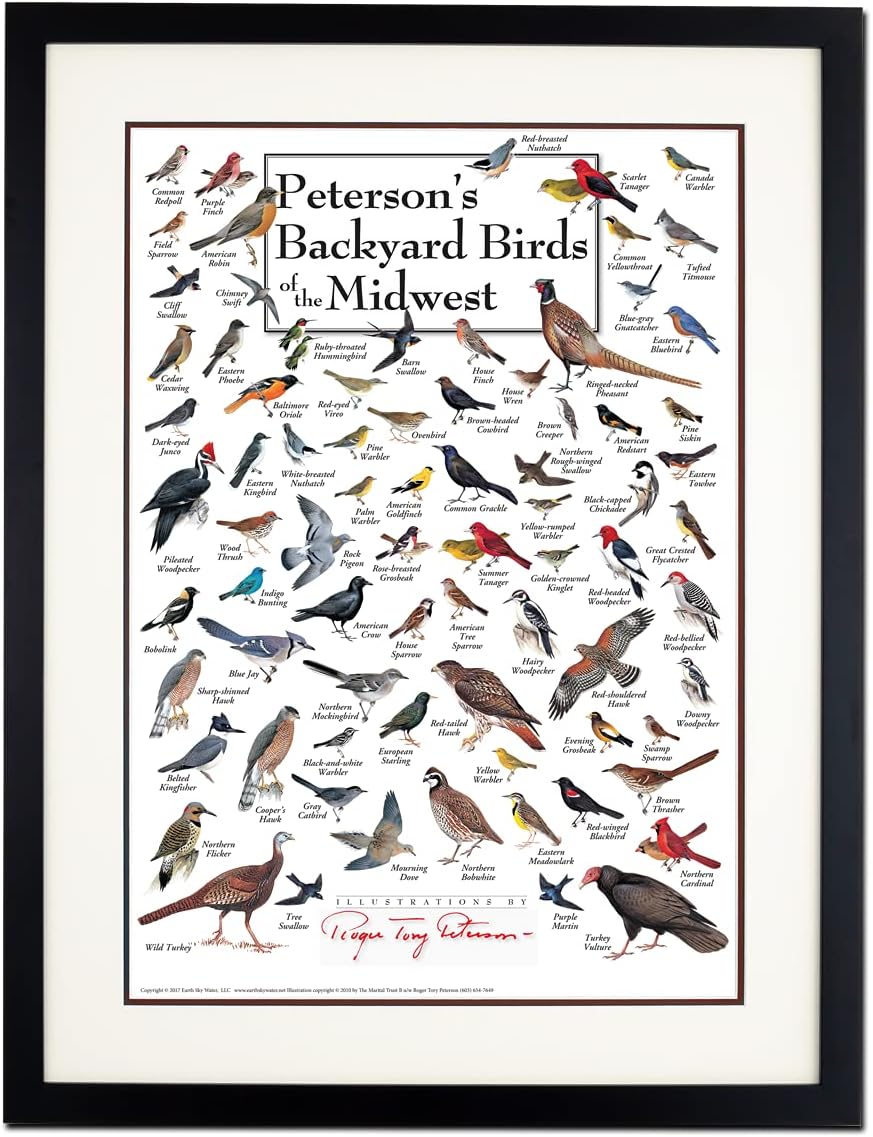 Earth Sky + Water - Peterson’s Backyard Birds of the Midwest - Poster