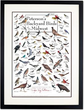 Earth Sky + Water - Petersons Backyard Birds of the Midwest - Double-matted Posters with Black Frame