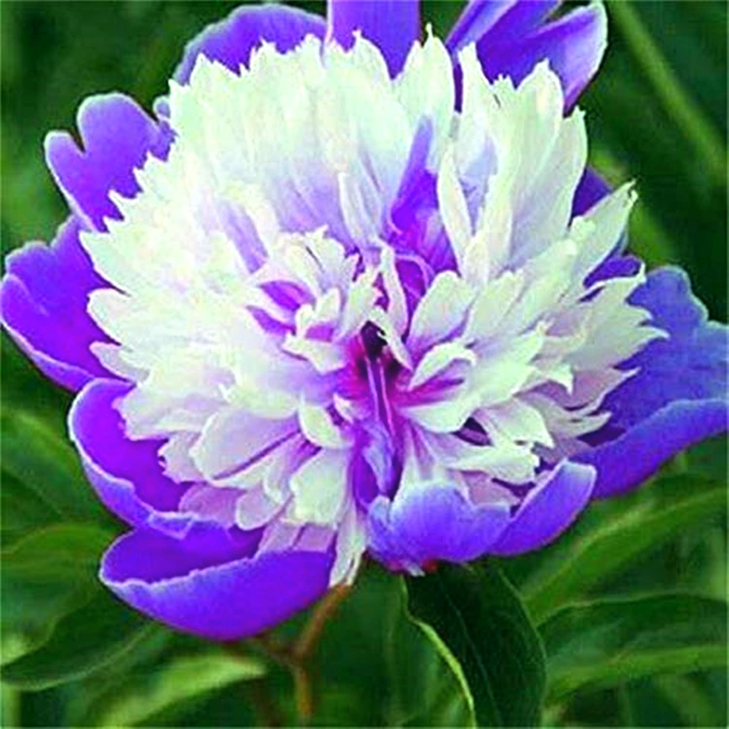 Amazon | 芍薬 球根,ガーデニングのためのベストチョイス,魔法の花を