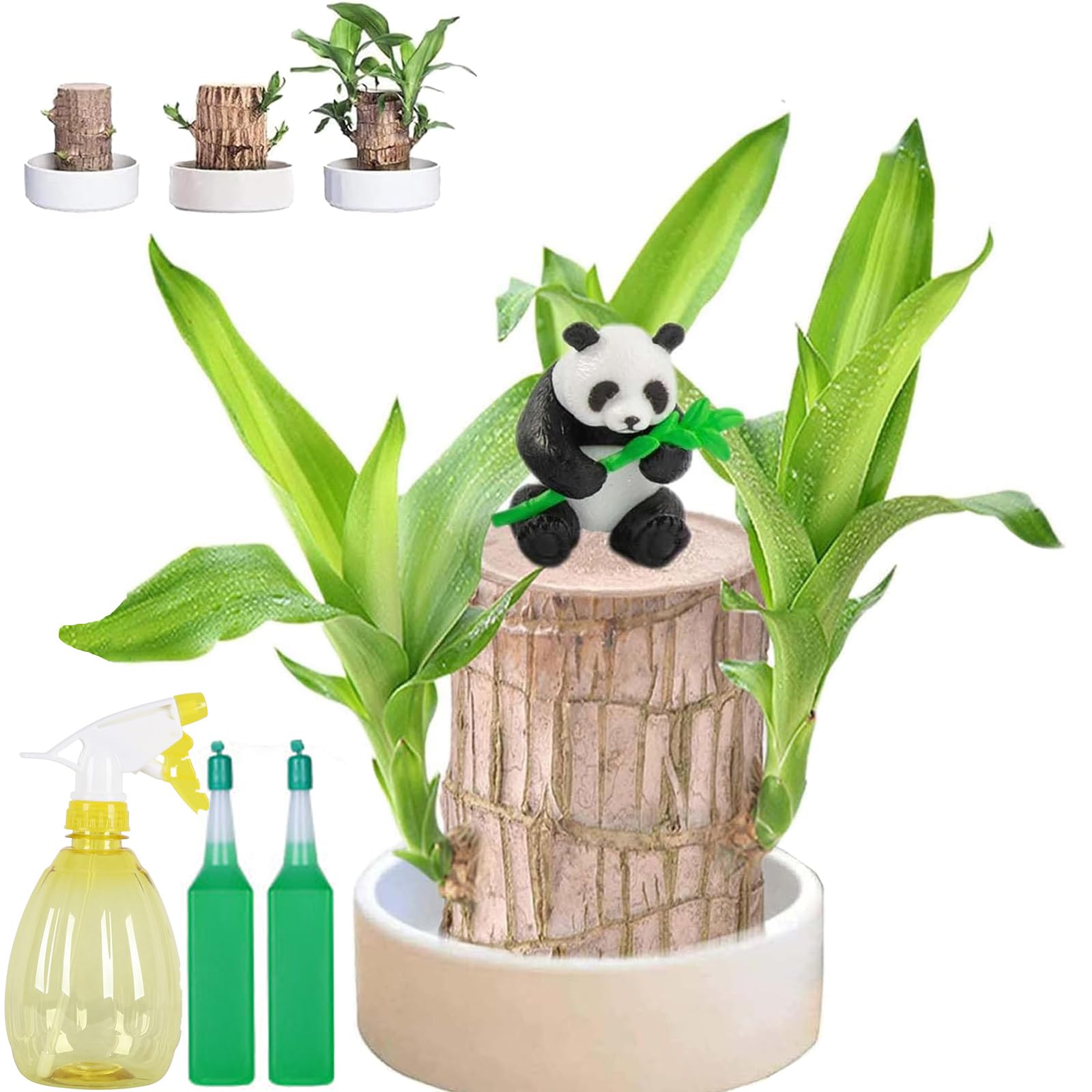 Brazilian Wood Plant, Brazil Lucky Wood, Hydroponic Indoor Air Purifying Bamboo with Decorative Monk Figurine for Home, Office, and Patio (B)
