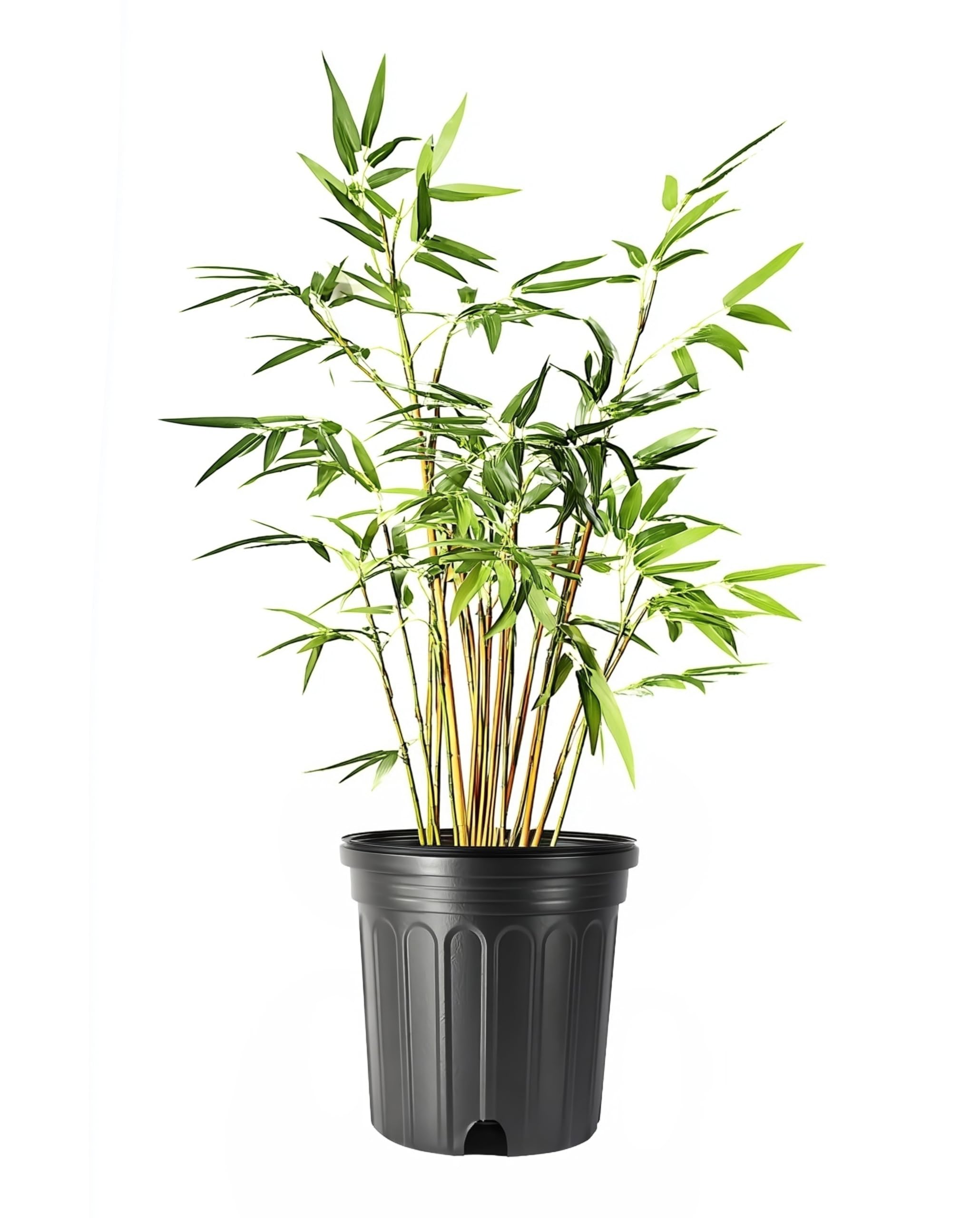 Green Hedge Bamboo 3-Pack