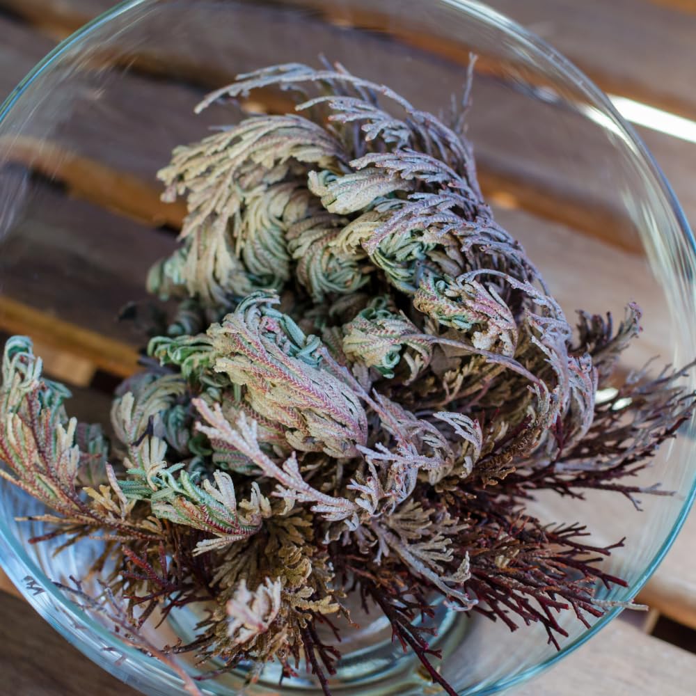 acquaverde | 2 Rose del Deserto, Pianta di Gerico Simbolo di Rinascita, Resurrezione e Purificazione, Rosa di Jerico per Casa e Decorazioni, Selaginella Lepidophylla Senza Radici e di Facile Cura