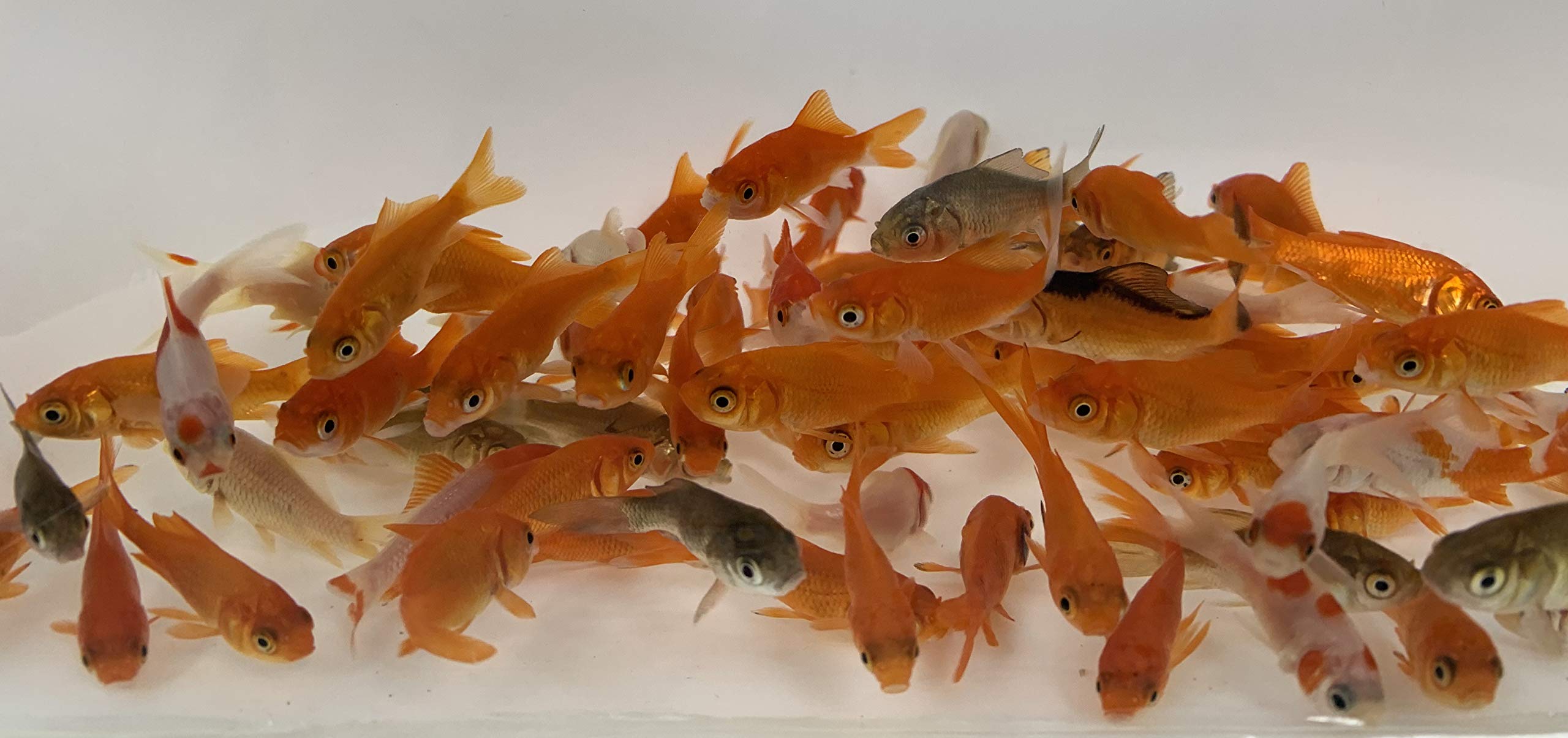 Toledo Goldfish Live Comet Common Feeder Goldfish For Ponds