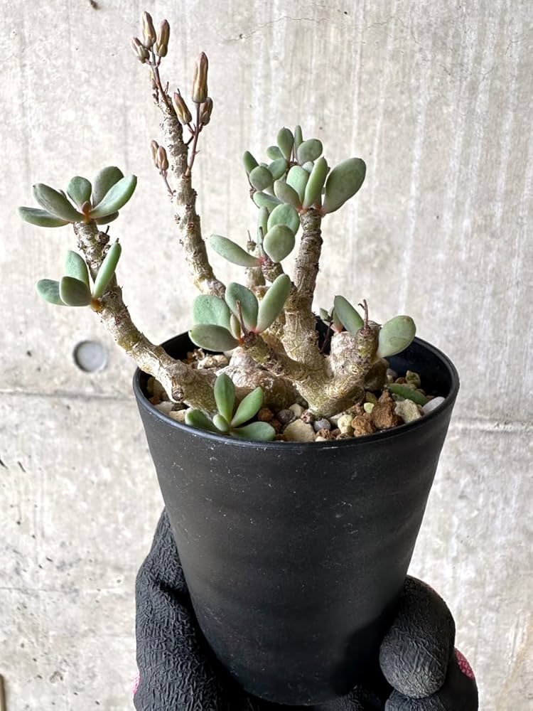 親株 チレコドン デシピエンス 実生 親株 チレコドン デシピエンス 実生 σ チレコドン デシピエンス