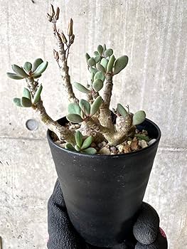 チレコドン　デシピエンス　3.5号 plants231020l49-247x296.jpg