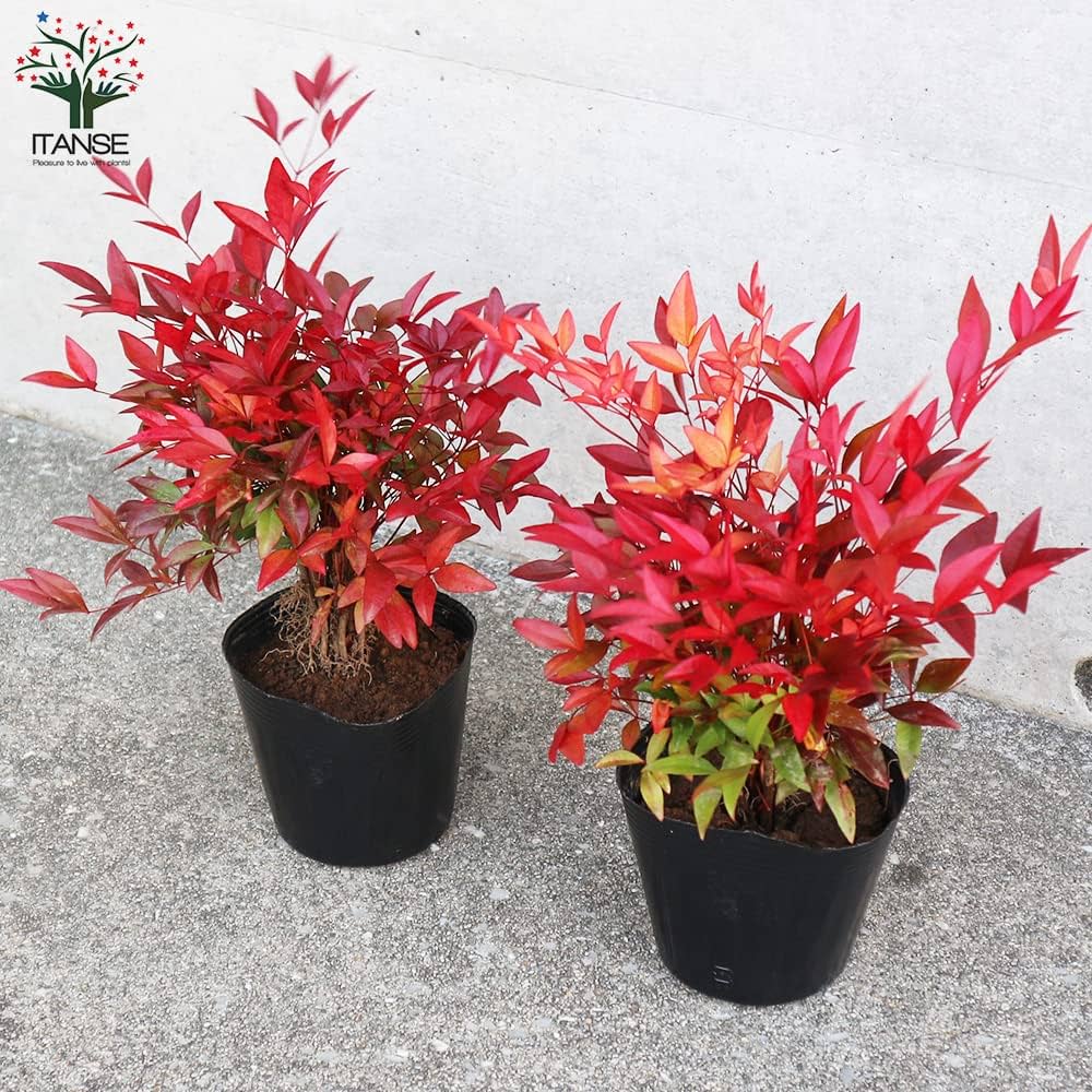 油絵　南天　ナンテン ナンテン(南天) 学名：Nandina domestica 英名: Heavenly bamboo