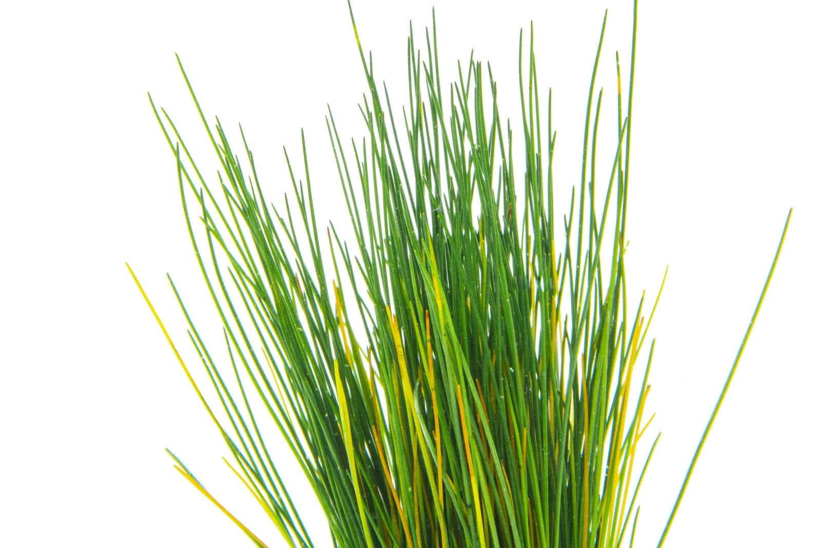 Maalavya Live Aquarium Aquatic Plant Hairgrass (Eleocharis Parvula) Live Plant With Pot (B0CM12WM5P) Amazon Price History, Amazon Price Tracker