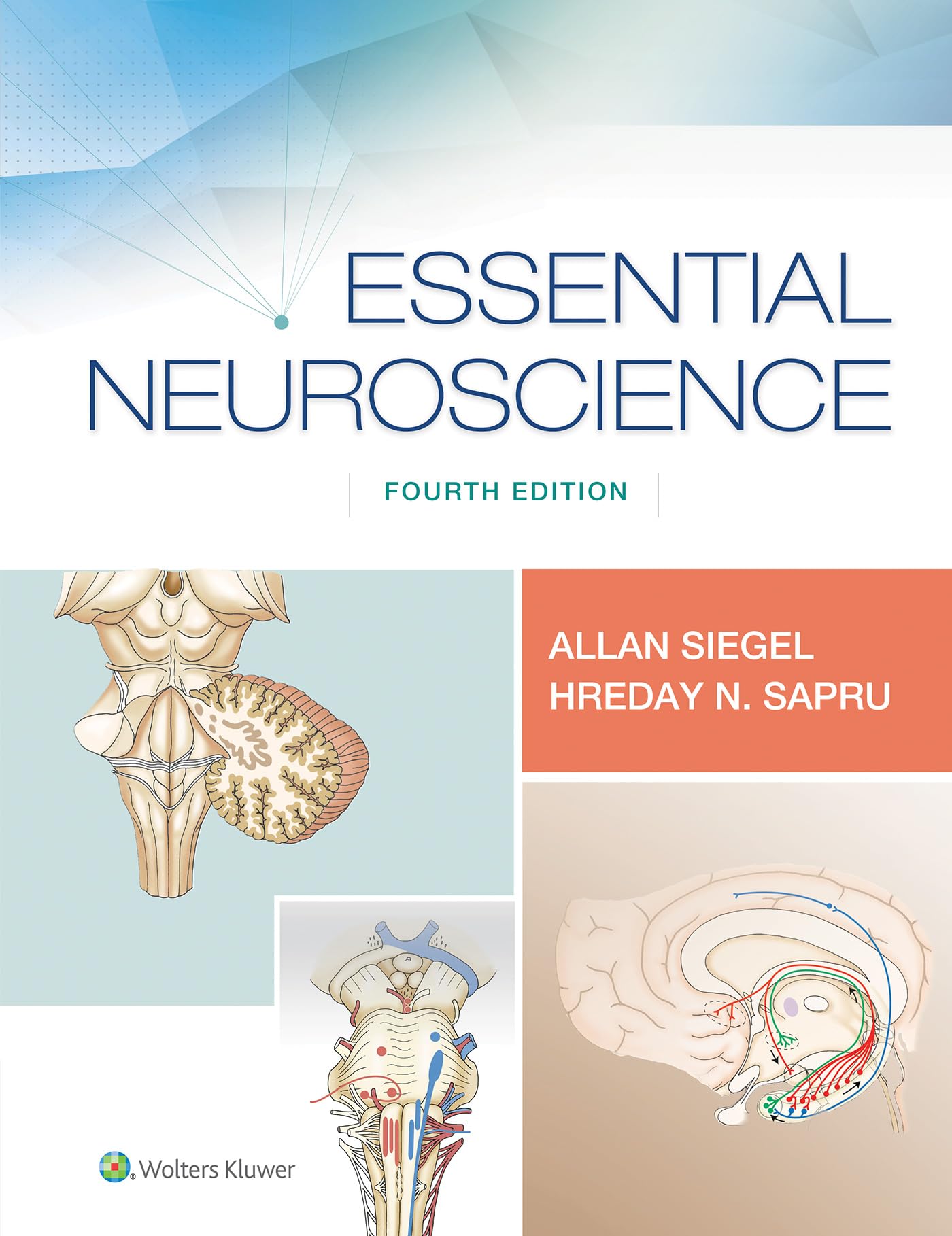 Essential Neuroscience by Ph.D. Siegel Dr. Allan PAPERBACK 9781496382405