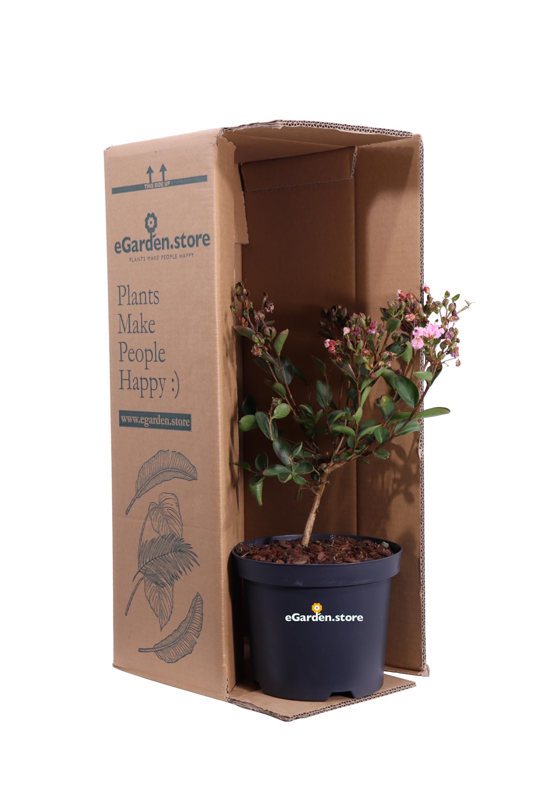 Pianta di Lagerstroemia Indica pianta da esterno pianta da giardino pianta da fiore pianta ornamentale pianta di Lagerstroemia vera venduta da eGarden.store (Choco Pink v.19 cm)
