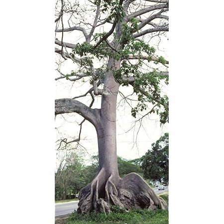 Amazon Com Ceiba Pentandra Kapok Tree Tropical Flowering Wood Cotton Bonsai Seed 10 Seeds Garden Outdoor
