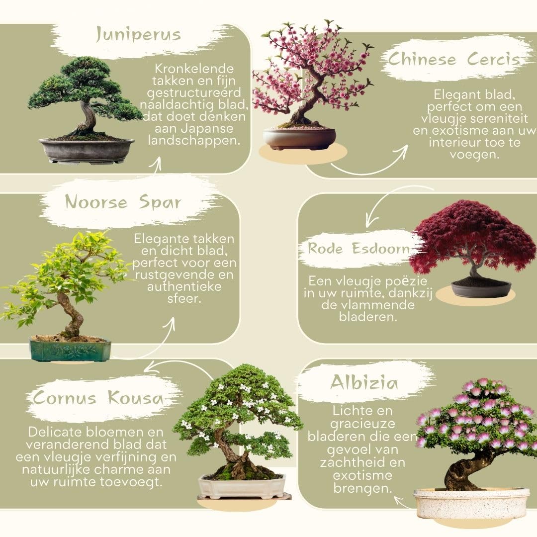 Cultivea Mini zestaw bonsai gotowy do uprawy - ogród i dekoracja - pomysł na prezent (czerwony klon, chiński Cercis, Juniperus, Liquidambar, świerk pospolity
