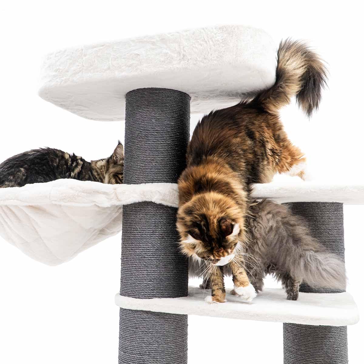 Petrebels Drapak XXL Bengal 199 cm wysokości, wzór Maine Coon drapak dla dużych kotów, kolor biały
