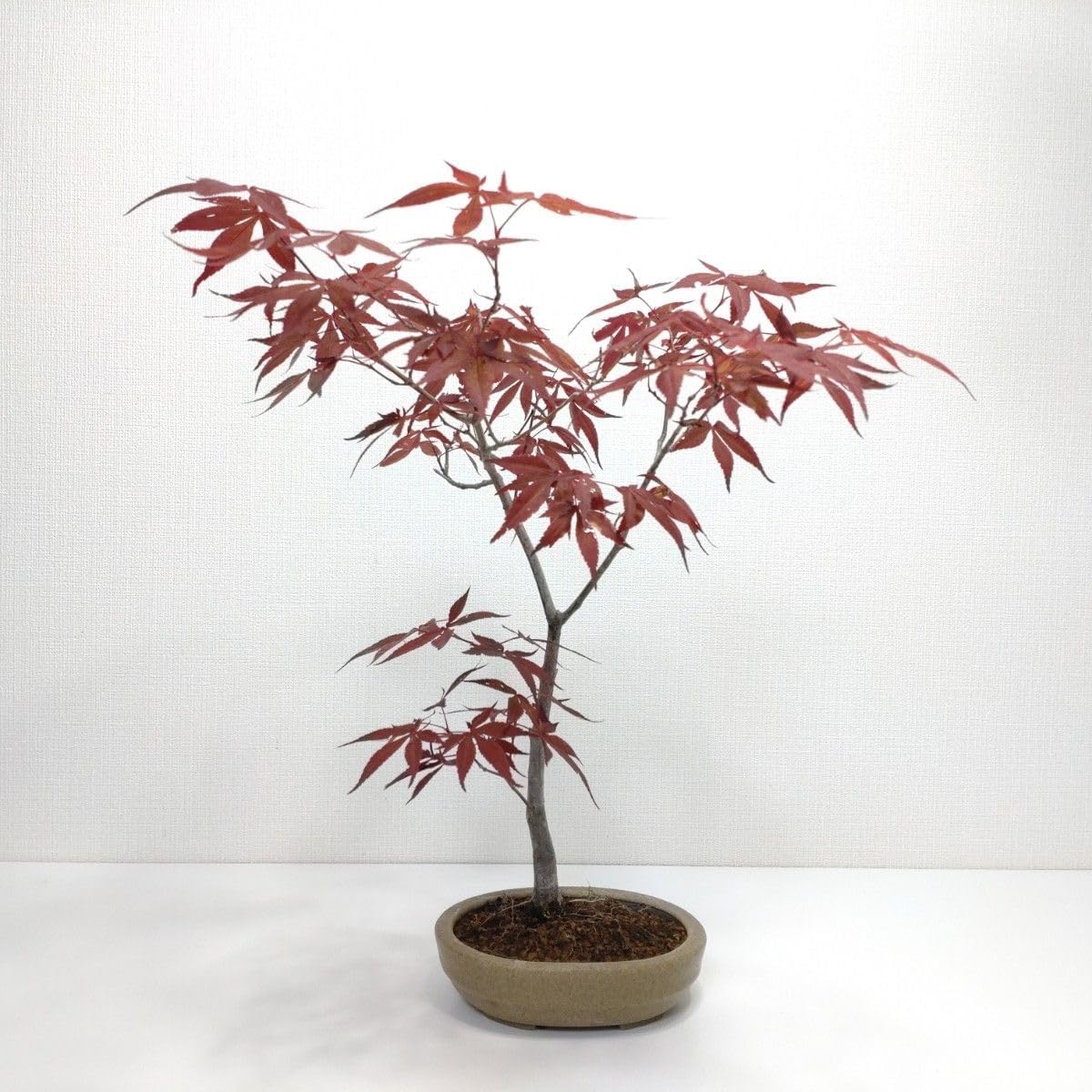 斑入り糸魚川真拍 盆栽 糸魚川真柏（斑入り葉） ミニ盆栽 小品盆栽